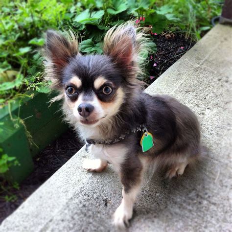 73 Long Hair Chihuahua Seattle Picture Bleumoonproductions