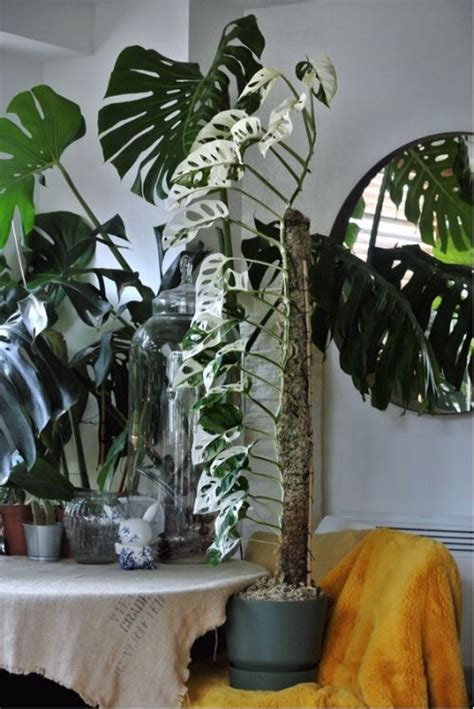 Scientific name / local name : Variegated Monstera Adansonii | White plants, Monstera ...