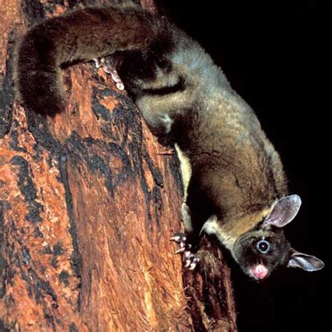 Habitat Help For The Yellow Bellied Glider