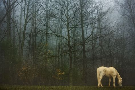 Grazing On A Foggy Day W Photographic Technology