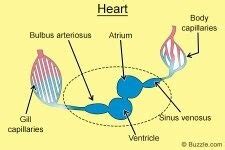 ↑ the upper chamber or chambers of the heart. How many heart chambers are in a fish? How do they ...