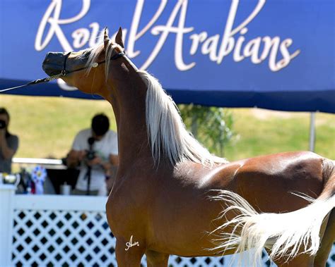 2021 Abwc Gallery The Arabian Breeders World Cup Arabian Horse