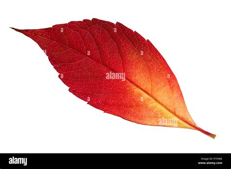 Single Autumn Leaf Isolated On White Background Stock Photo Alamy