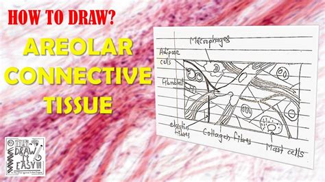 How To Draw Areolar Connective Tissue Biology Diagrams Guide Class