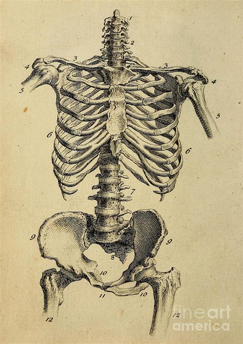 Galleries for anatomical illustrations of the human body. Anatomy Human Body Old Anatomical 138 Painting by Boon Mee