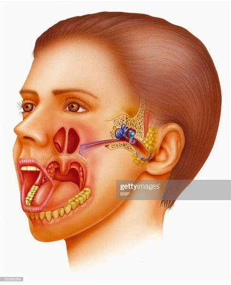 Illustration Of The Ear Nose Throat Area Ent Highlighted Here The