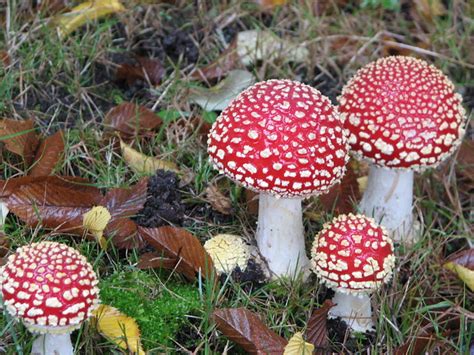 Wild Mushrooms Vancouver Bc Flickr Photo Sharing