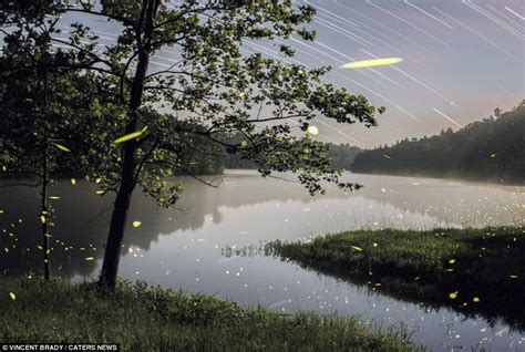 Stunning Images Of Fireflies Lighting Up The Night Sky Time Lapse