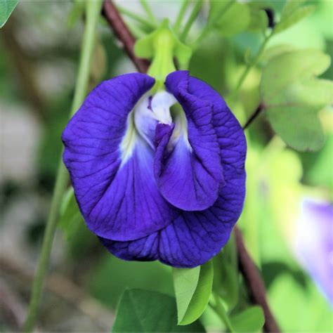 Seed Pack 10 Seeds Blue Butterfly Pea Flower 10 Tropical Flower