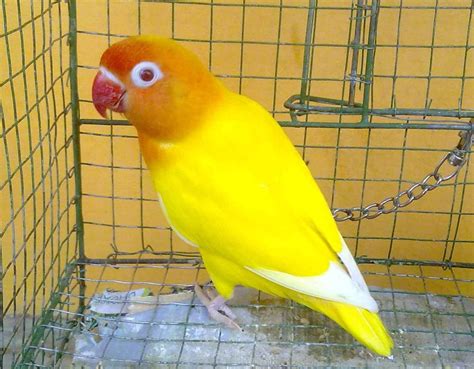 Check spelling or type a new query. Jual Love Bird Lutino Mata Merah - Terkait Mata