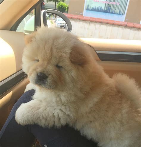 Chow Chow Cute Baby Dogs Baby Dogs Fluffy Animals