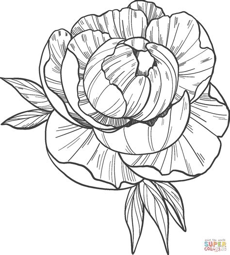 Peony Coloring Page Free Printable Coloring Pages