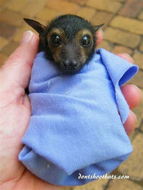 A New Baby Spectacled Flying Fox Cute Baby Animals Cute Animals