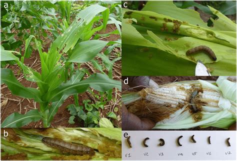 Field Observations Images Of A Damage B D Live Larvae And E