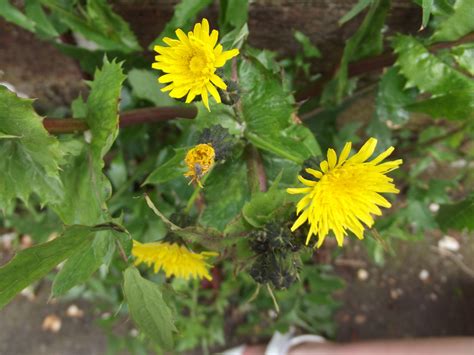 Sow Thistle Sonchus Oleraceus Planting Flowers Plants Sowing