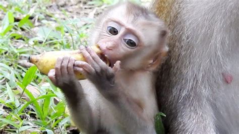 Pin By Tube Bbc On Monkey Eating Food New Baby Products