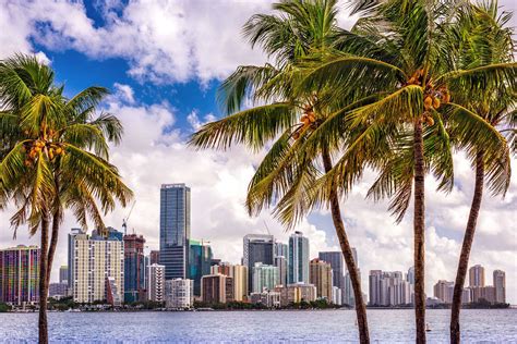 Download Palm Trees In Miami City Wallpaper