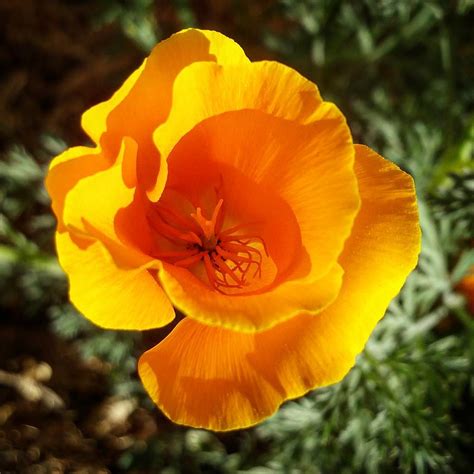 First Day Of Spring Californiapoppy Pollinator Parking Flickr