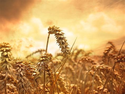 Free Photo Wheat Grain Cornfield Free Image On Pixabay 639779