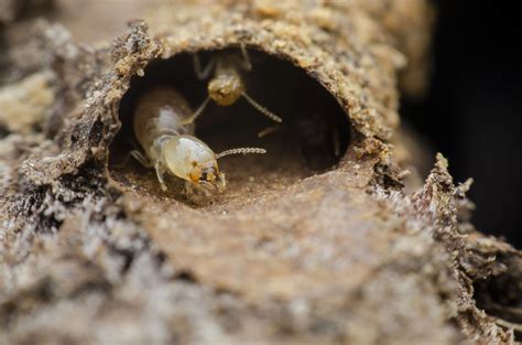 Why Regular Termite Inspections Are Important Inspect All Services