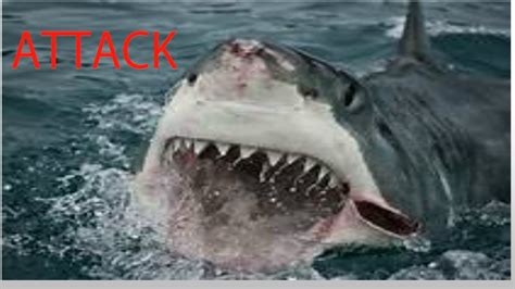 Top Ten Horrific Shark Attacks Youtube