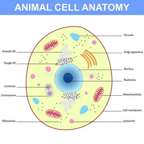 Struttura Di Una Cellula Animale Illustrazione Vettoriale
