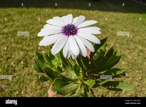 White African Daisy Flower With Purple Center Also Known As