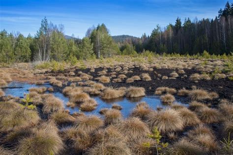 Why You Should Care About Peat Bogs Bogs Boreal Forest