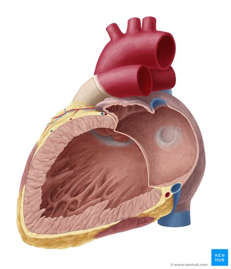 Atrial Anatomy