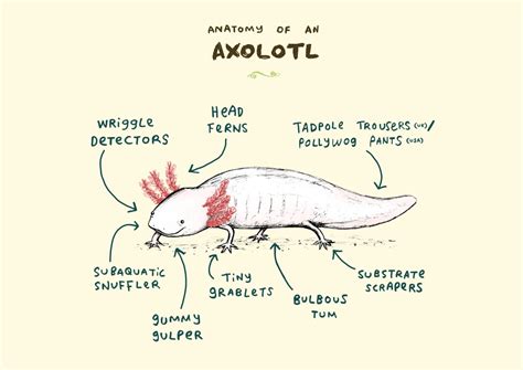 Anatomy Of An Axolotl A4 Signed Print Etsy