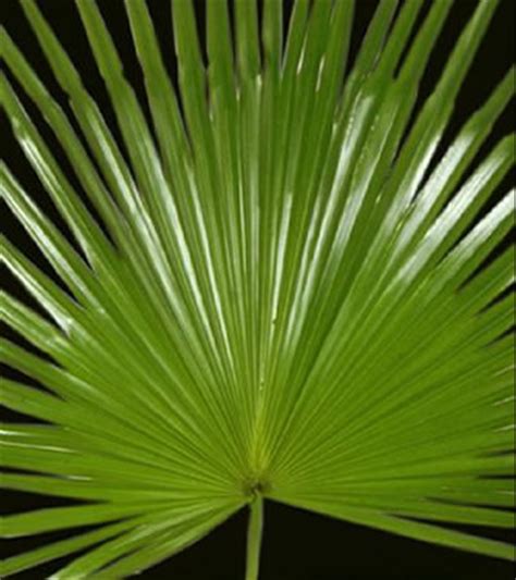 Palmeira leque enfeita os jardins do parque zoobotânico do museu goeldi em belém. Folhagem : Palmeira Leque