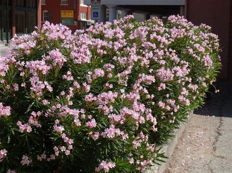 Adding flowering shrubs to your landscape is great for privacy, colour and attracting pollinators to your garden. Flowering Shrubs: Summer Color that Beats the Heat ...