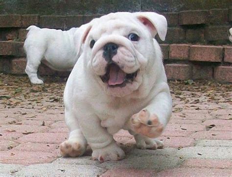 Fat Puppies Are So Adorable Had To Put It Somewhere Cute
