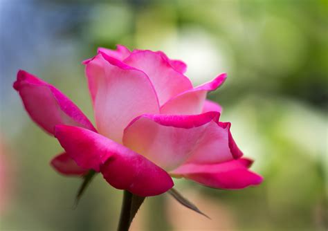 1920x1080 Resolution Selected Focus Photography Of Pink Rose Flower