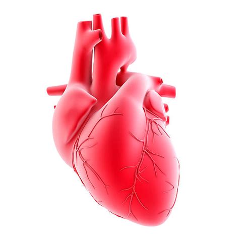 You can choose the most popular free real heart gifs to your phone or computer. Human Heart Pictures, Images and Stock Photos - iStock