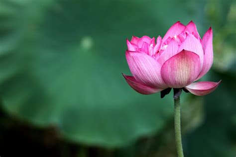 Petal Pink Water Lily Flower Head Leaf Botany Pond Beauty In