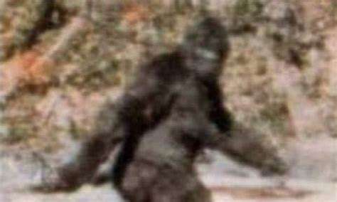 Bigfoot Dna Evidence Turns Out To Be Mostly Opossum Dna Daily Mail