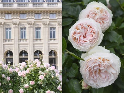 Paris Roses At The Palais Royal Palais Royal Rose Beautiful Flowers