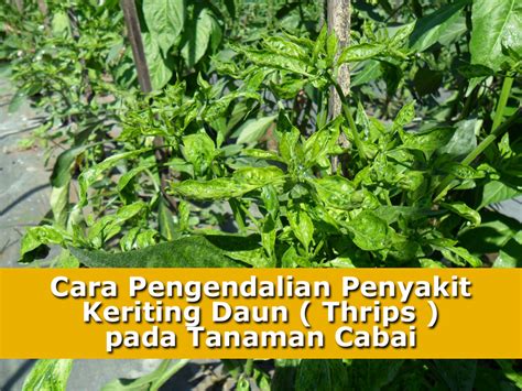 Cara Pengendalian Penyakit Keriting Daun Thrips Pada Tanaman Cabai