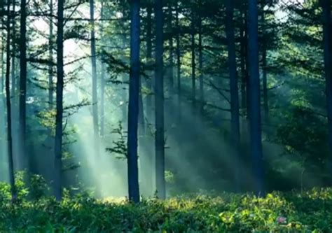 Relax With This 10 Hour Video Of Soothing Forest And Nature Sounds
