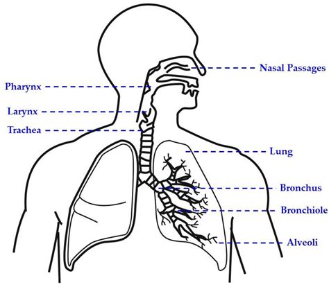 Schematic Representation Of The Respiratory System Download