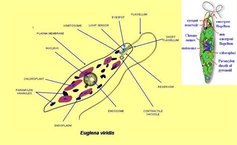 Euglena are tiny protist organisms that are classified in the eukaryota domain and the genus euglena. Cell structure | Pearltrees