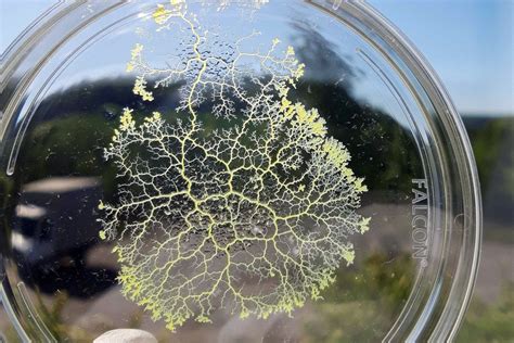 How The Brainless Slime Mold Stores Memories Smart News Smithsonian