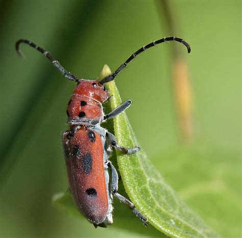 Red Milkweed Beetle Tetraopes Tetrophthalmus Bugguidenet