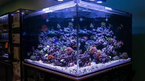 How many liters in 300 gallons. 300 gallon salt water fish tank | 300 gallon aquarium ...