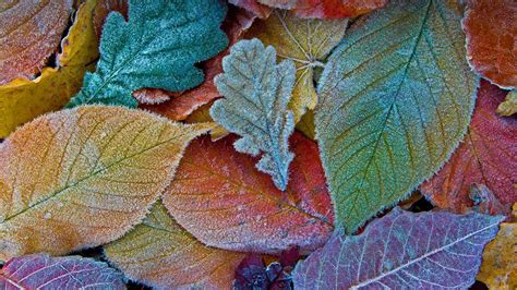 Bing Image Frost On Autumn Leaves Bing Wallpaper Gallery