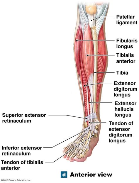 Foot Anatomy Chart Muscles