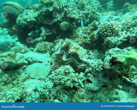 Una Almeja Gigante Entre Los Corales Maldivas Imagen De Archivo