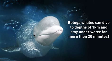 Explore More Beluga Facts Here Wildwire