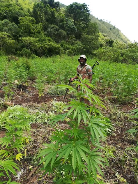 police weed out dagga plantations worth millions